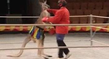 В сегодняшней порции бойцовского юмора у нас репортаж о том как кенгуру и страус помогают тренироваться борцам и боксерам.